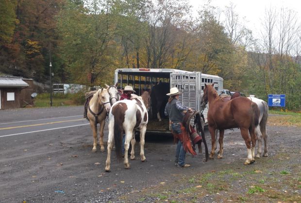 Grass March horses